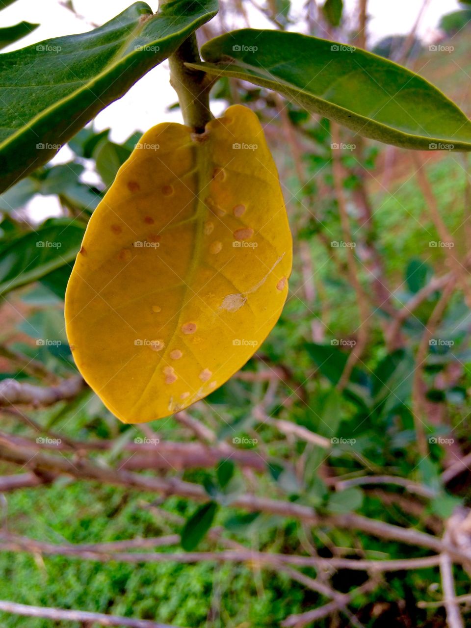 yellow leaf is special 