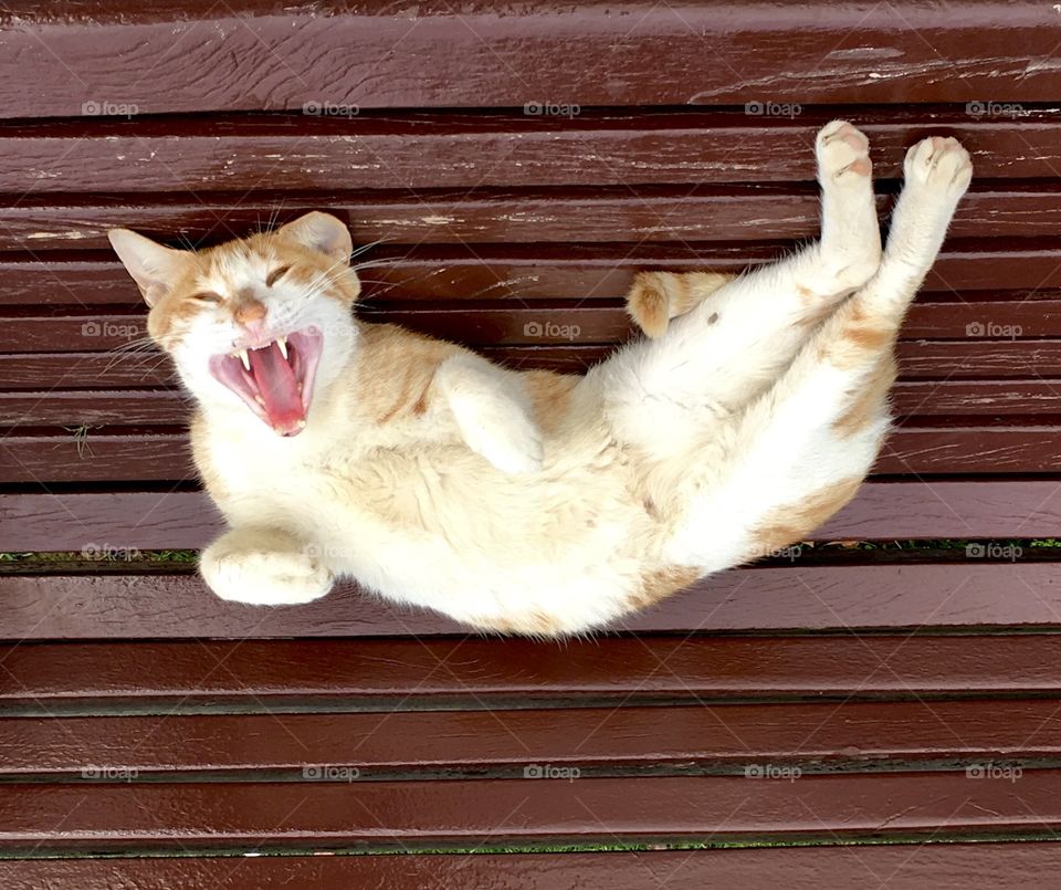 Funny cat, laughing cat photo,  cat “ tell me more jokes 😜