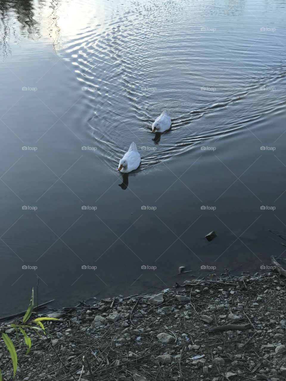Ducks on water 