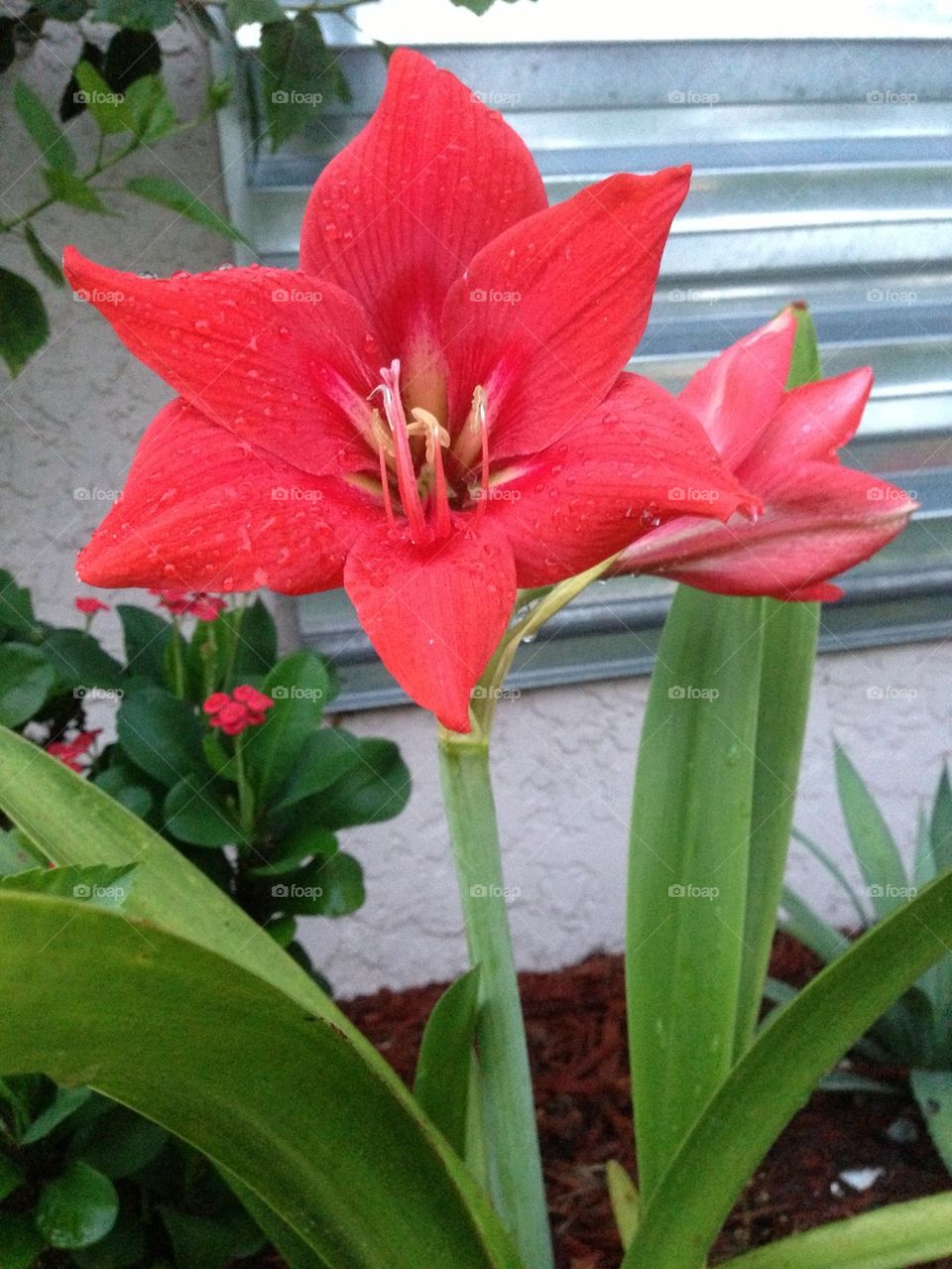 Red Lilly