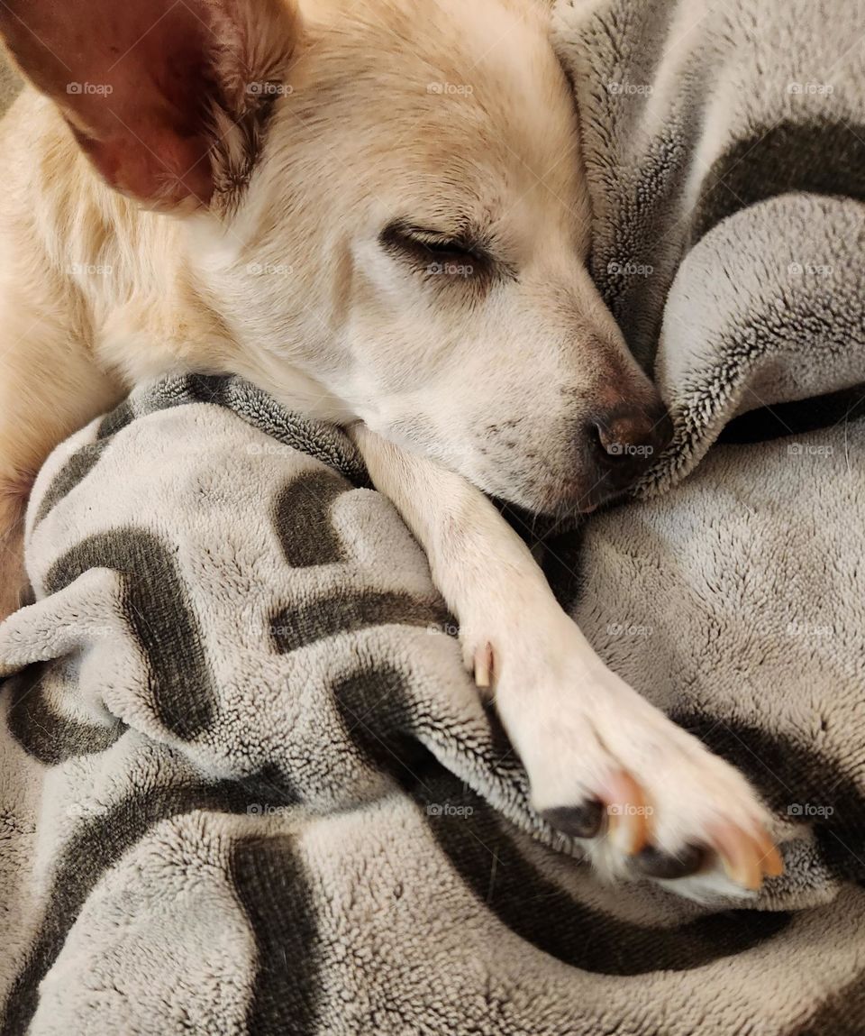 close-up of beloved family pet dog asleep on his paw surrounded by a comfy gray plush blanket