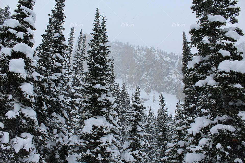 Scenic ski mountain trees