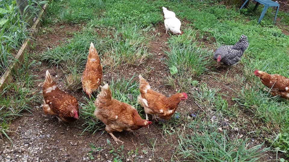 Chickens in yard