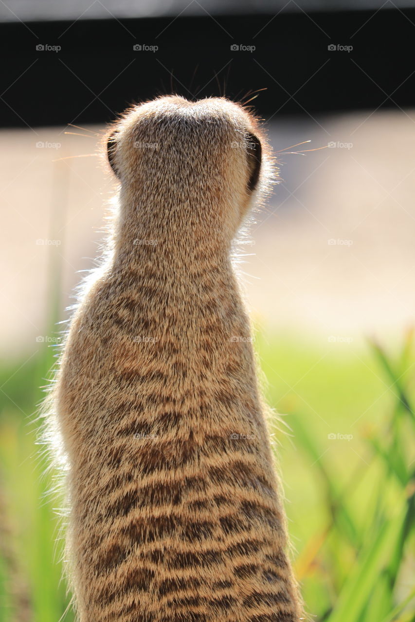 South African Meerkat standing, guarding, otherwise known as Suricate, mongoose family, closeup