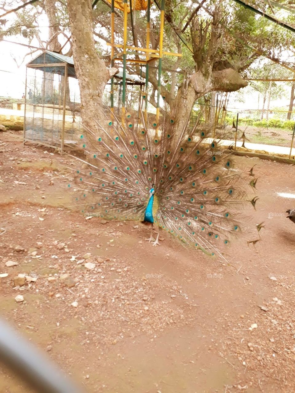 National bird of India showing its pride😁