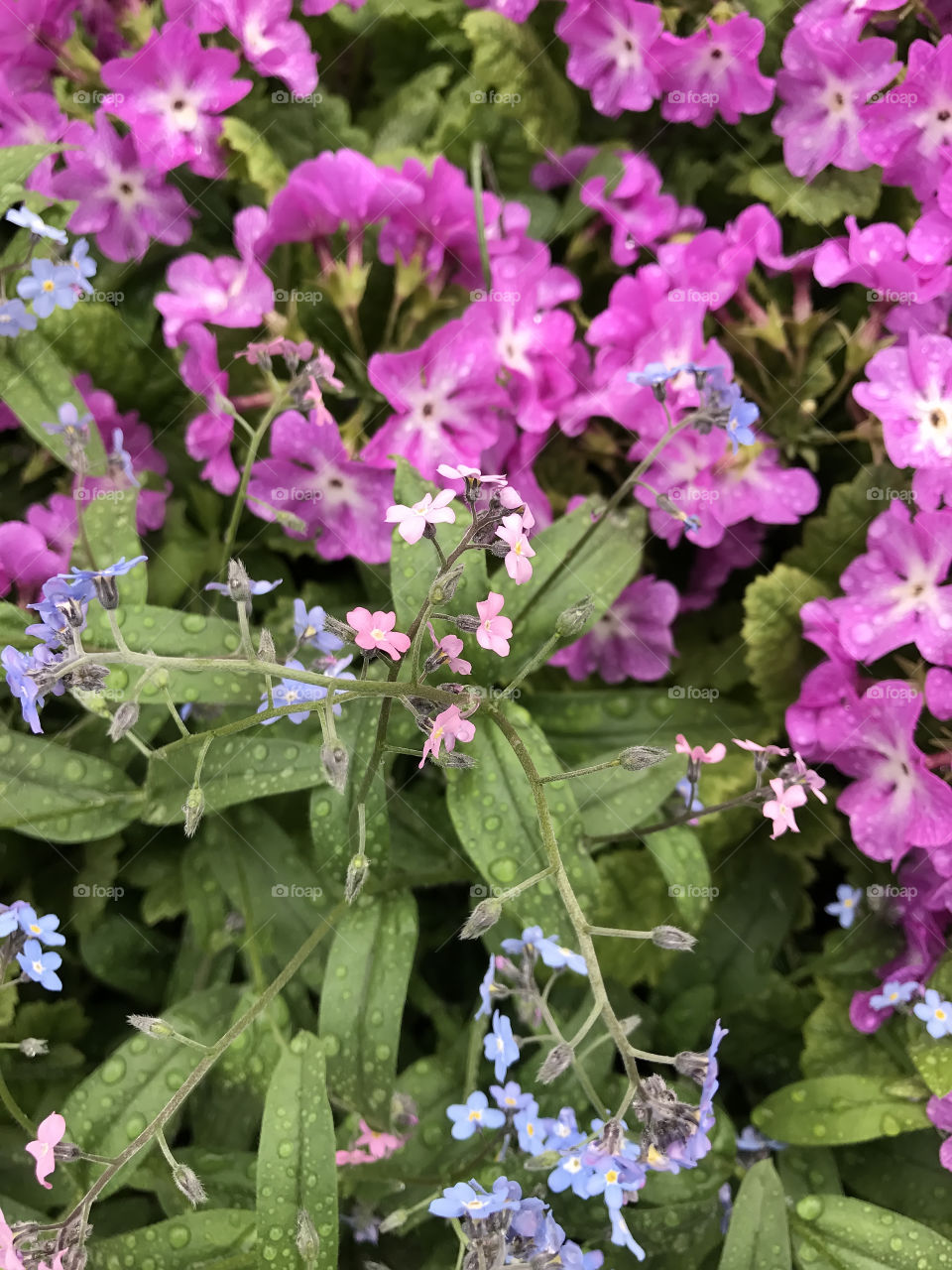 Spring flowers blossom in the garden