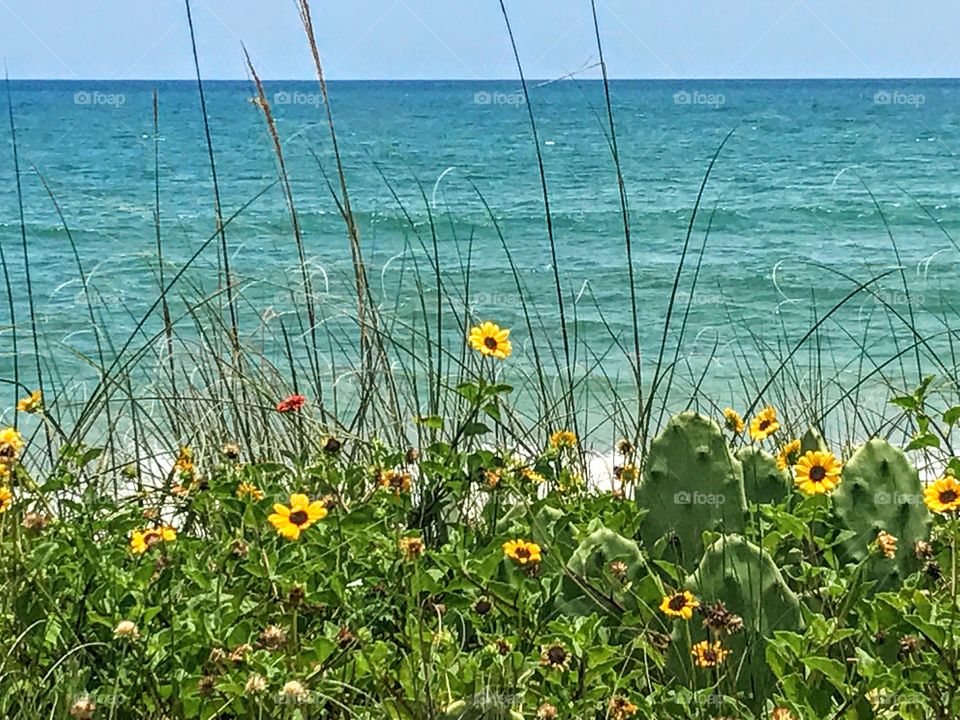 Coastal Vegetation 