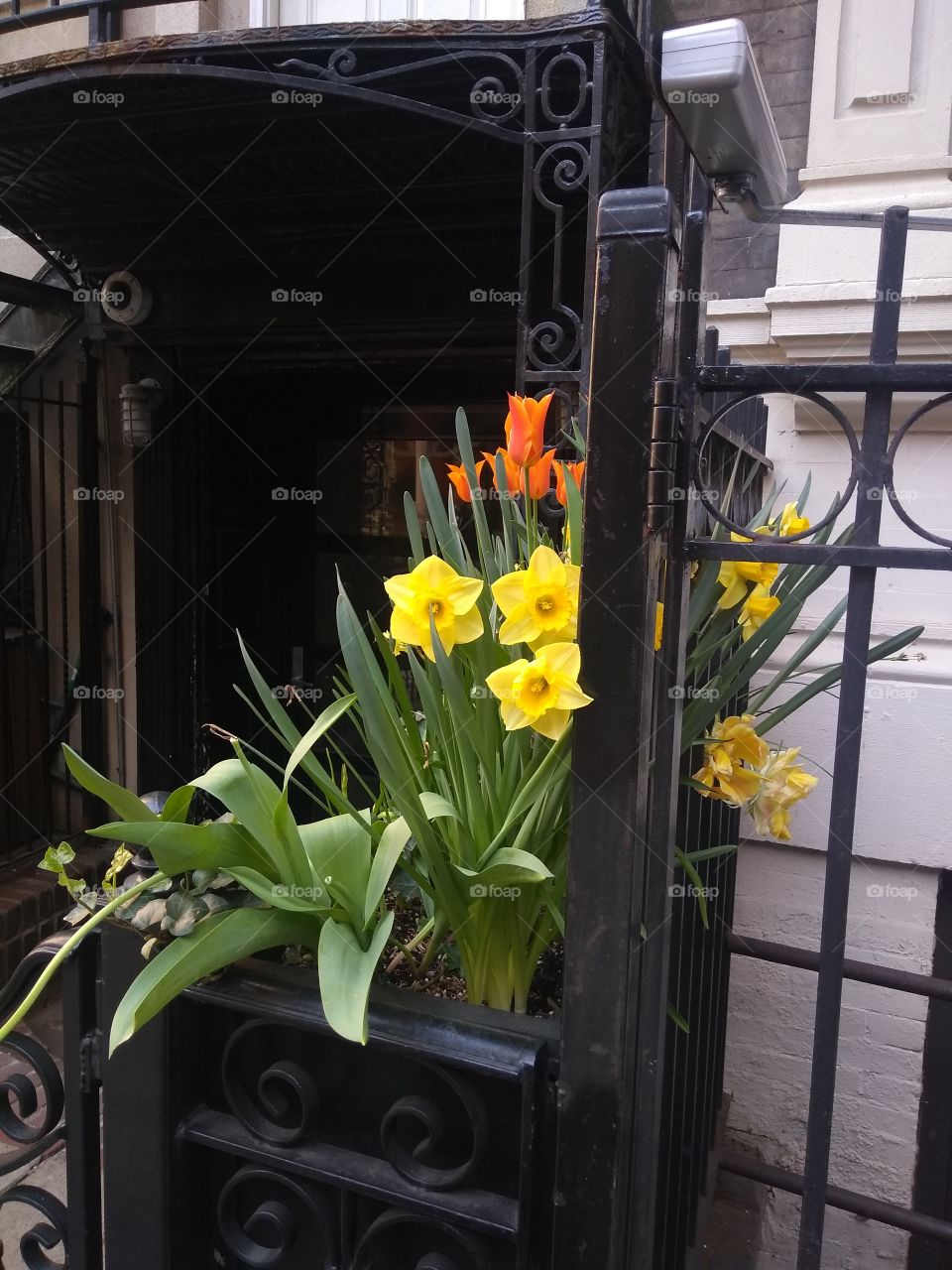 Flowers Grown Outside