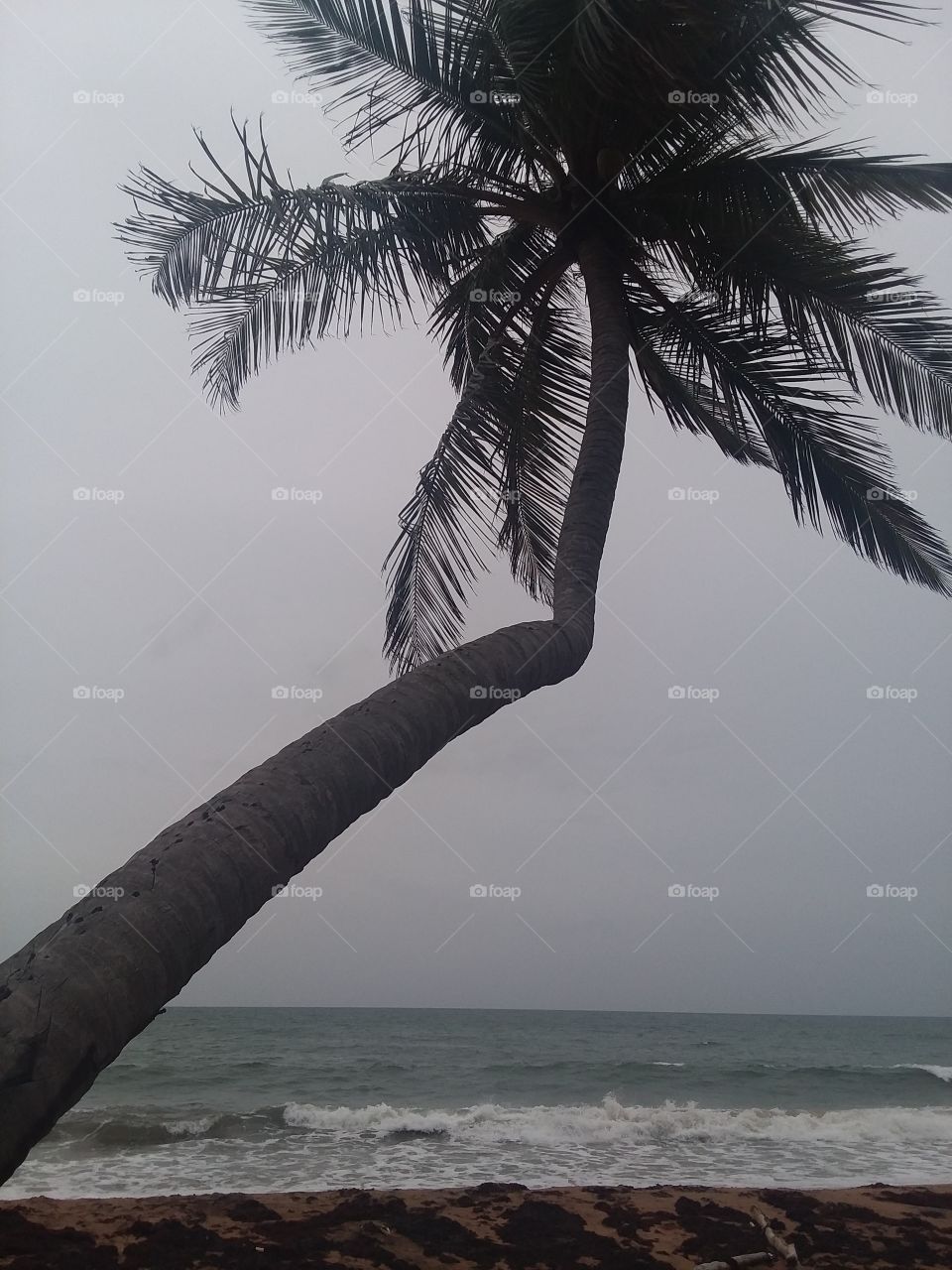 Puerto Rico palm tree by the beach