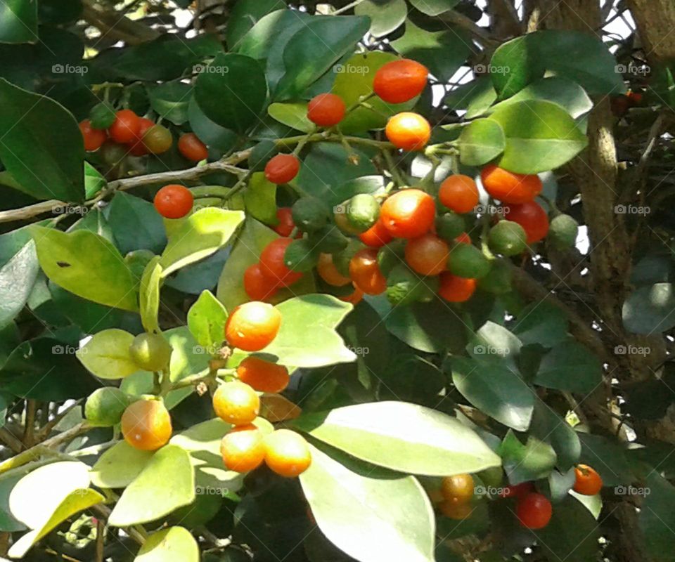 Flower seeds yellow and red