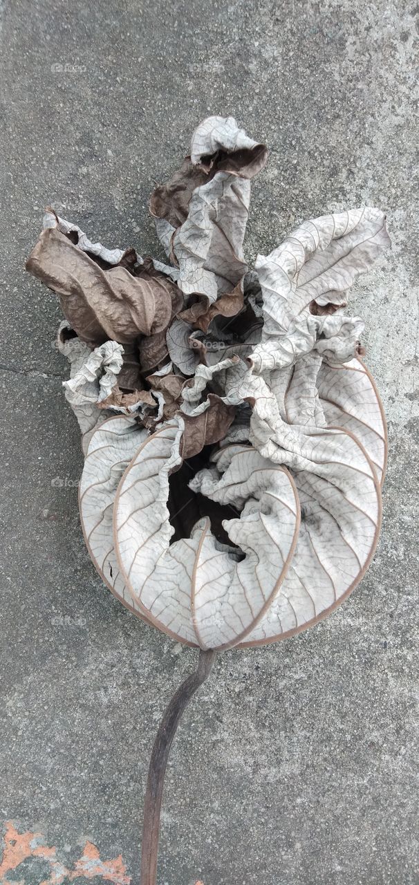 Dried leaf with the concrete background