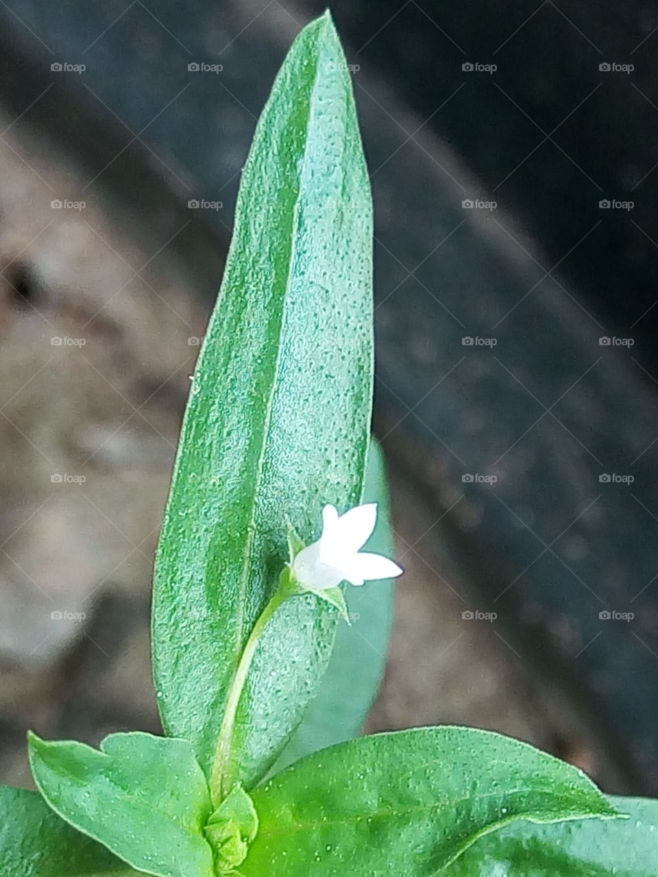 miniature white bud