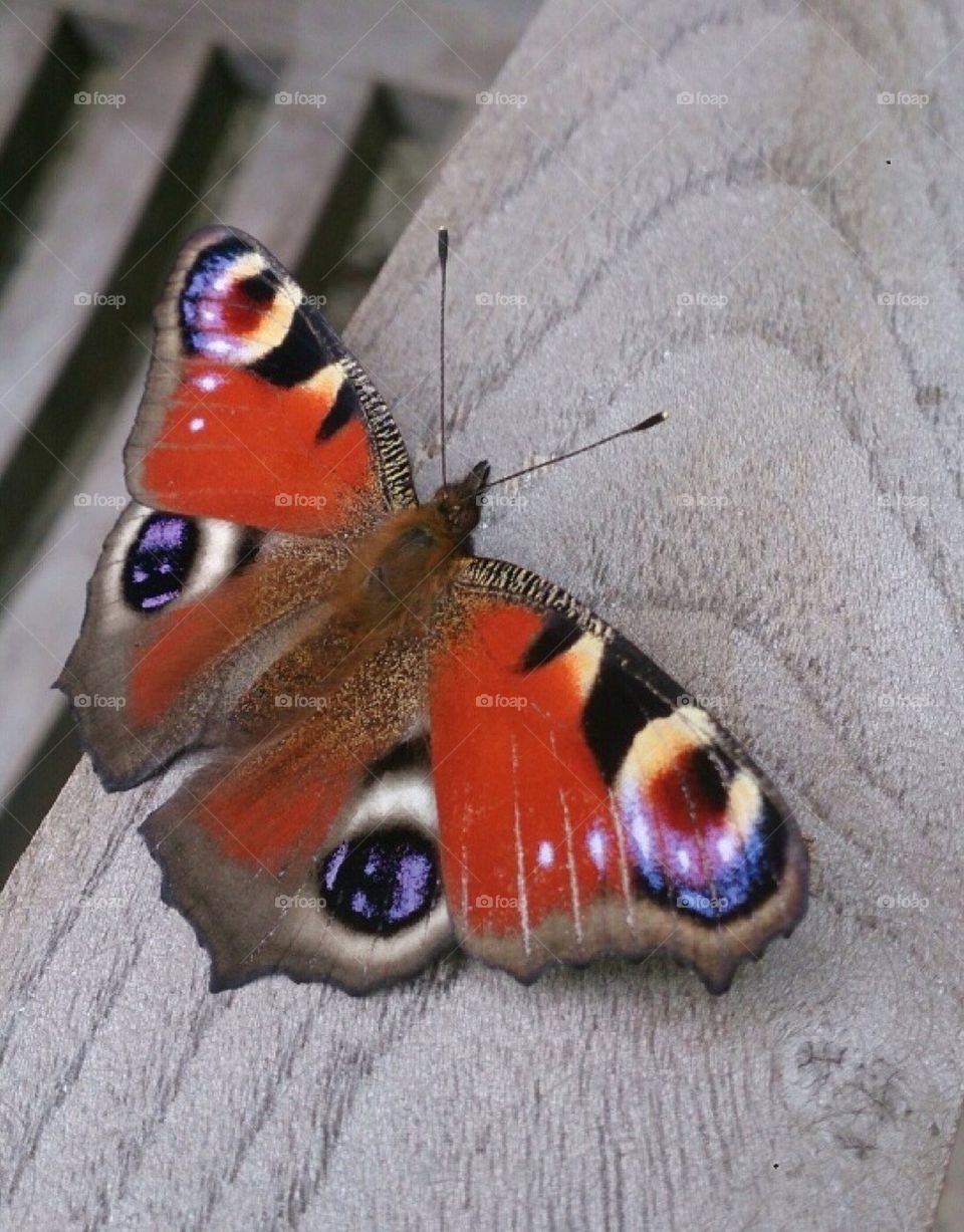 Pretty Red Admiral