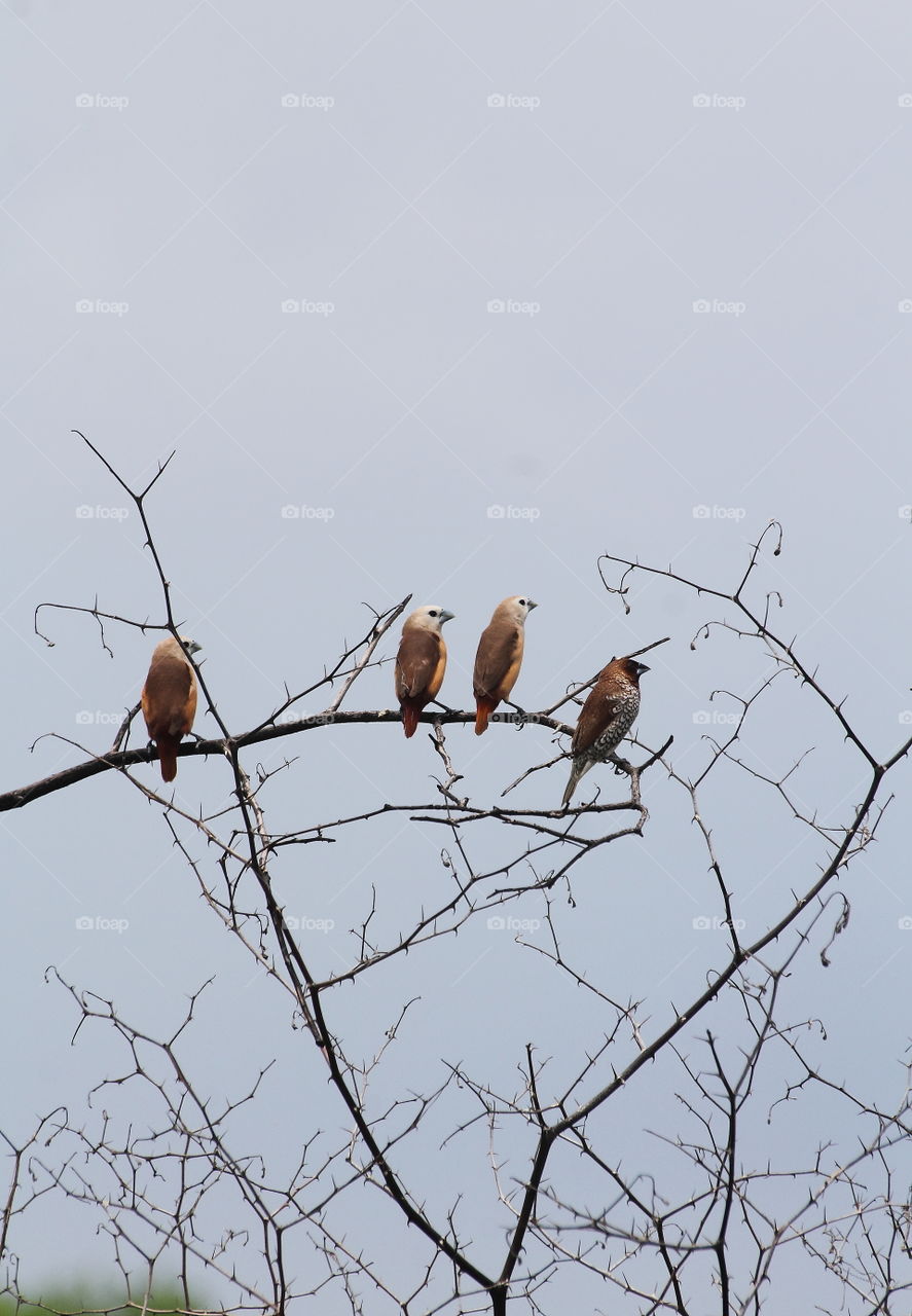 Small group munia's member of. They're 4 individue, such as three pale headed munia, and different one of scaly breasted. As the long time of day, spending for the lined of bush. The site is not far from the wild grass field on the lowland of tourism