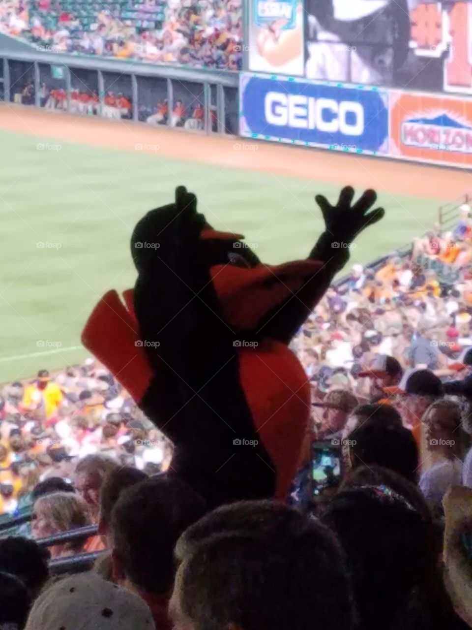 Baltimore Orioles mascot hyping the crowd