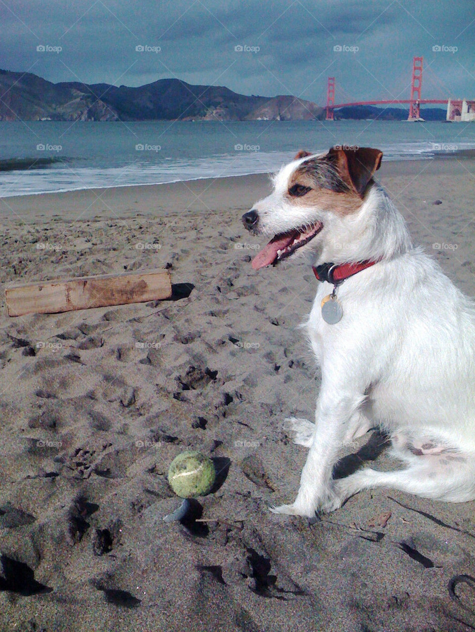 beach dog water sand by infostyx