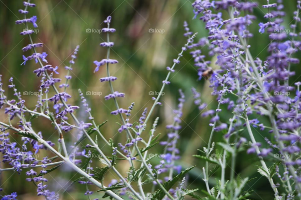 Closeup of pretty lilac lavender flowers 