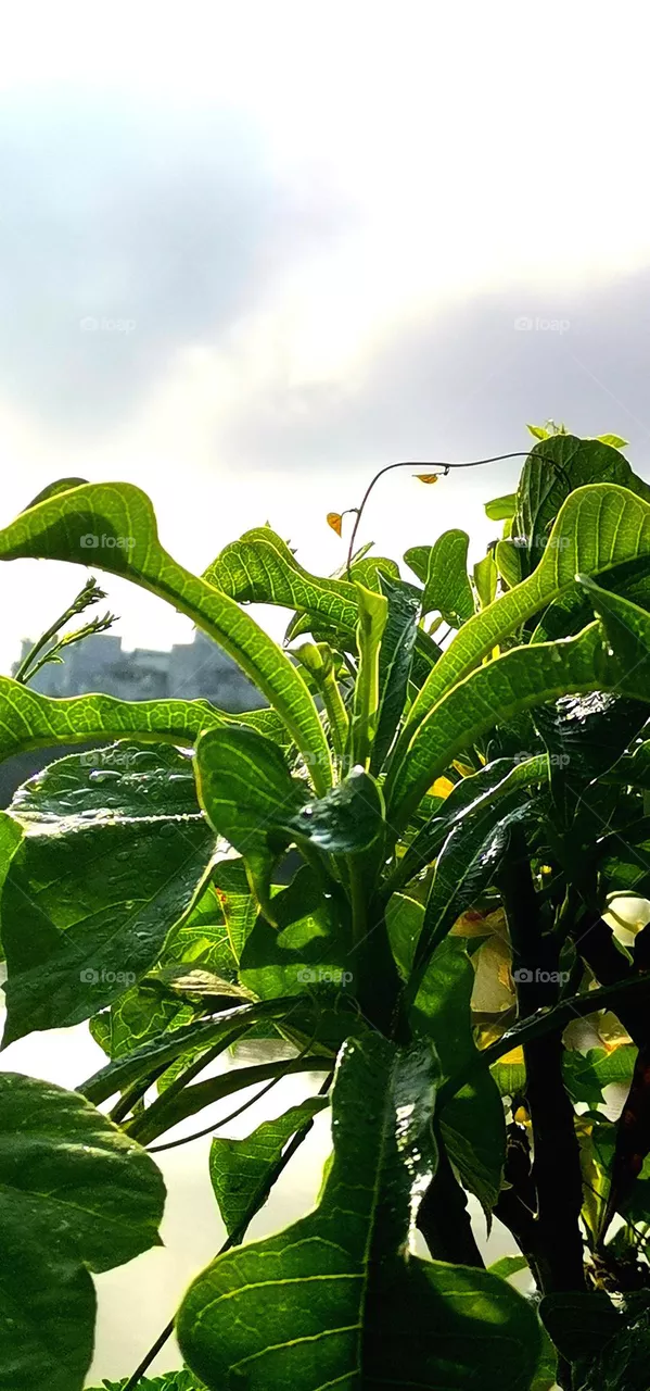 greenplant