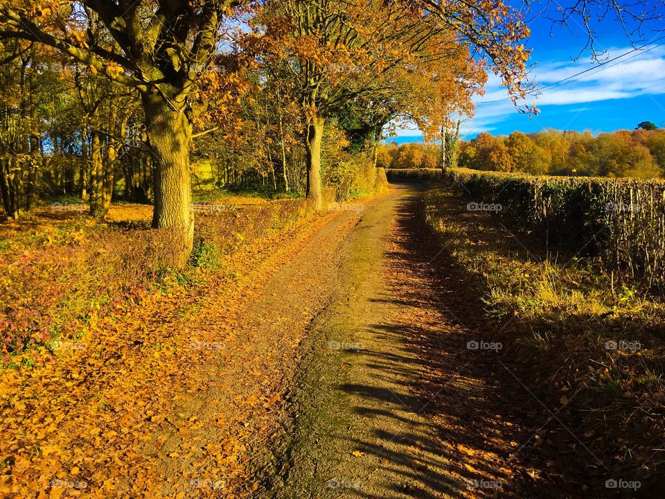 Fall, Tree, Landscape, Leaf, Road