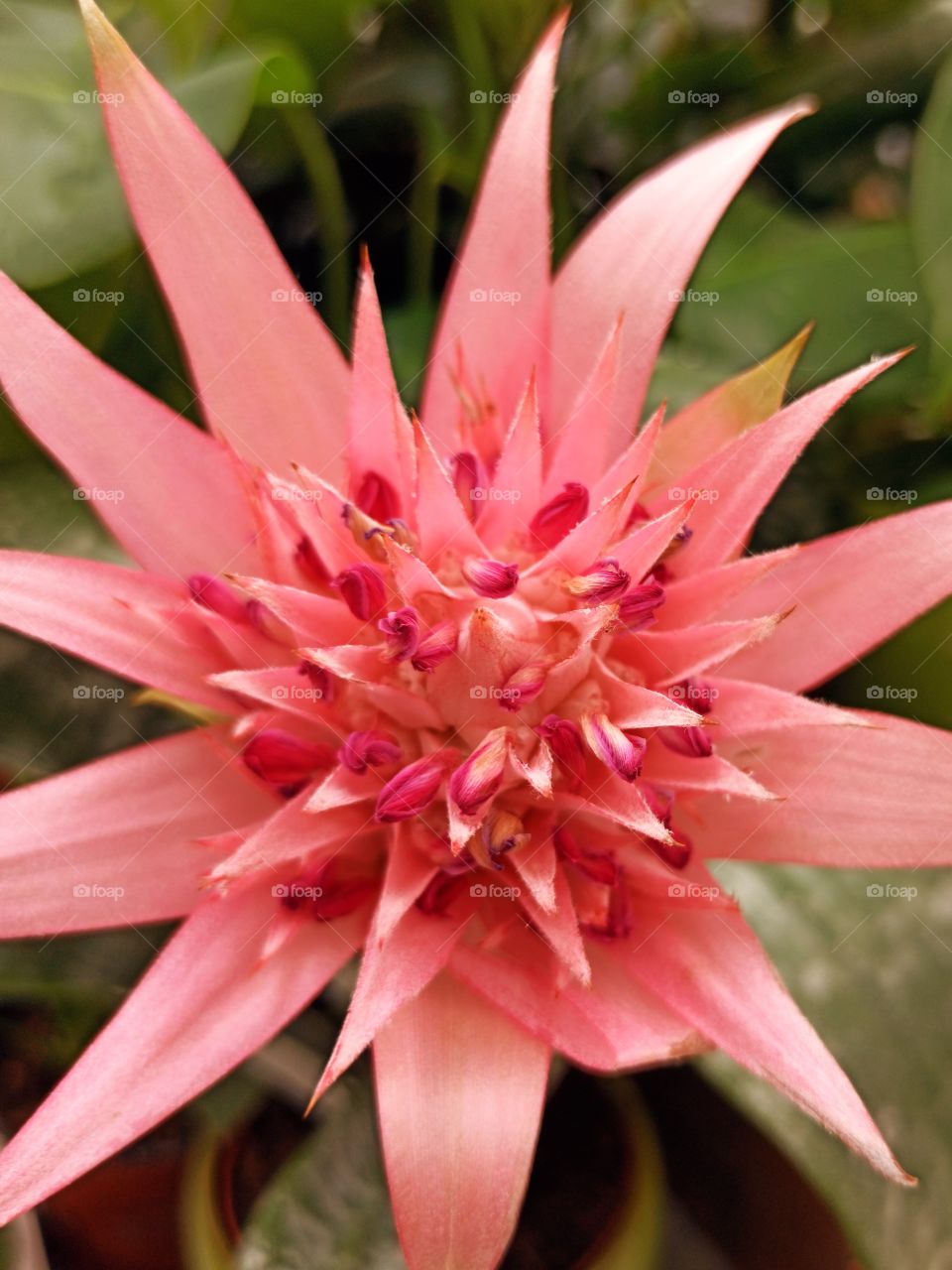 pink cactus flower
