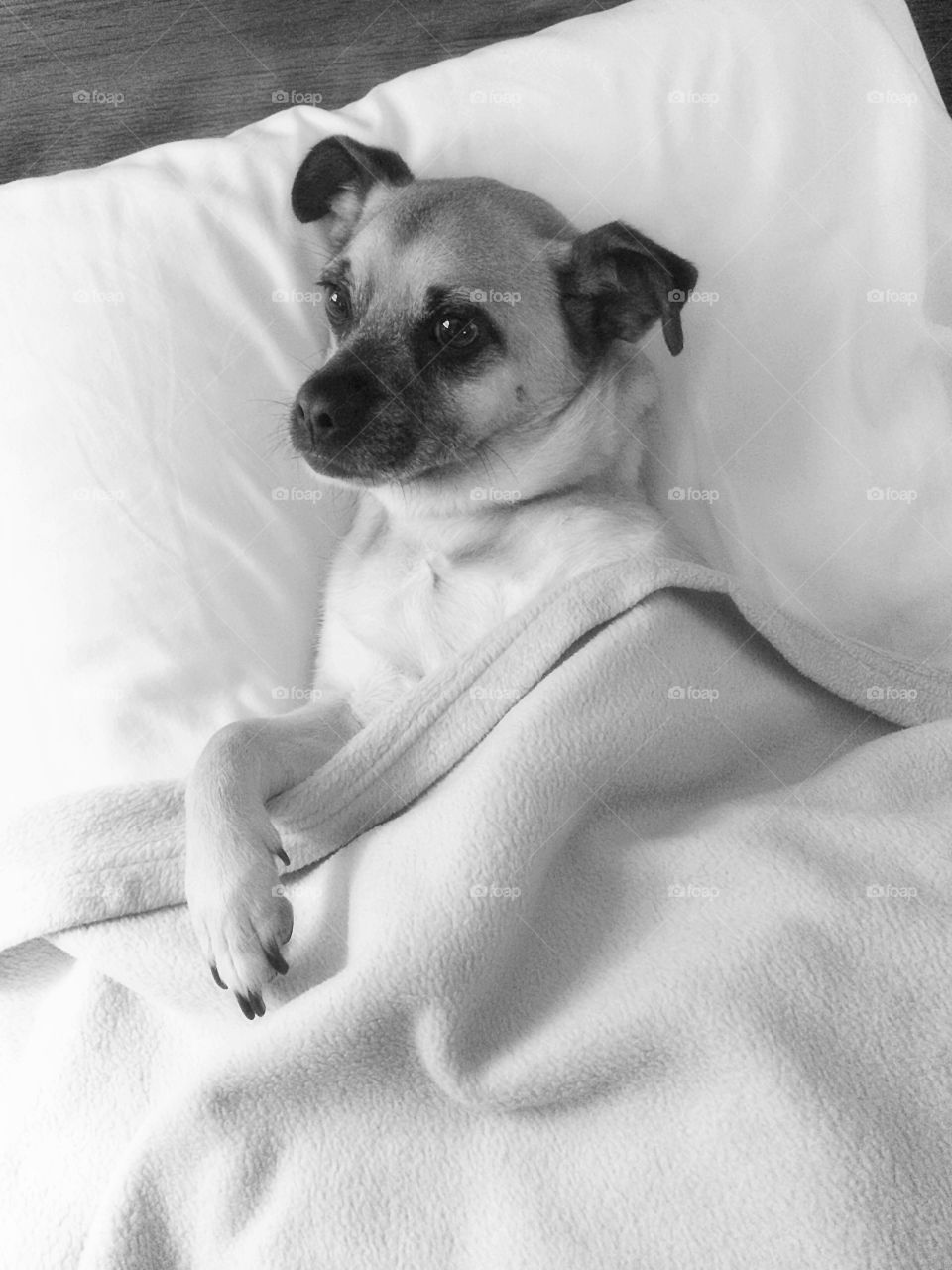 Hotel bed snuggles. He's had a long week.