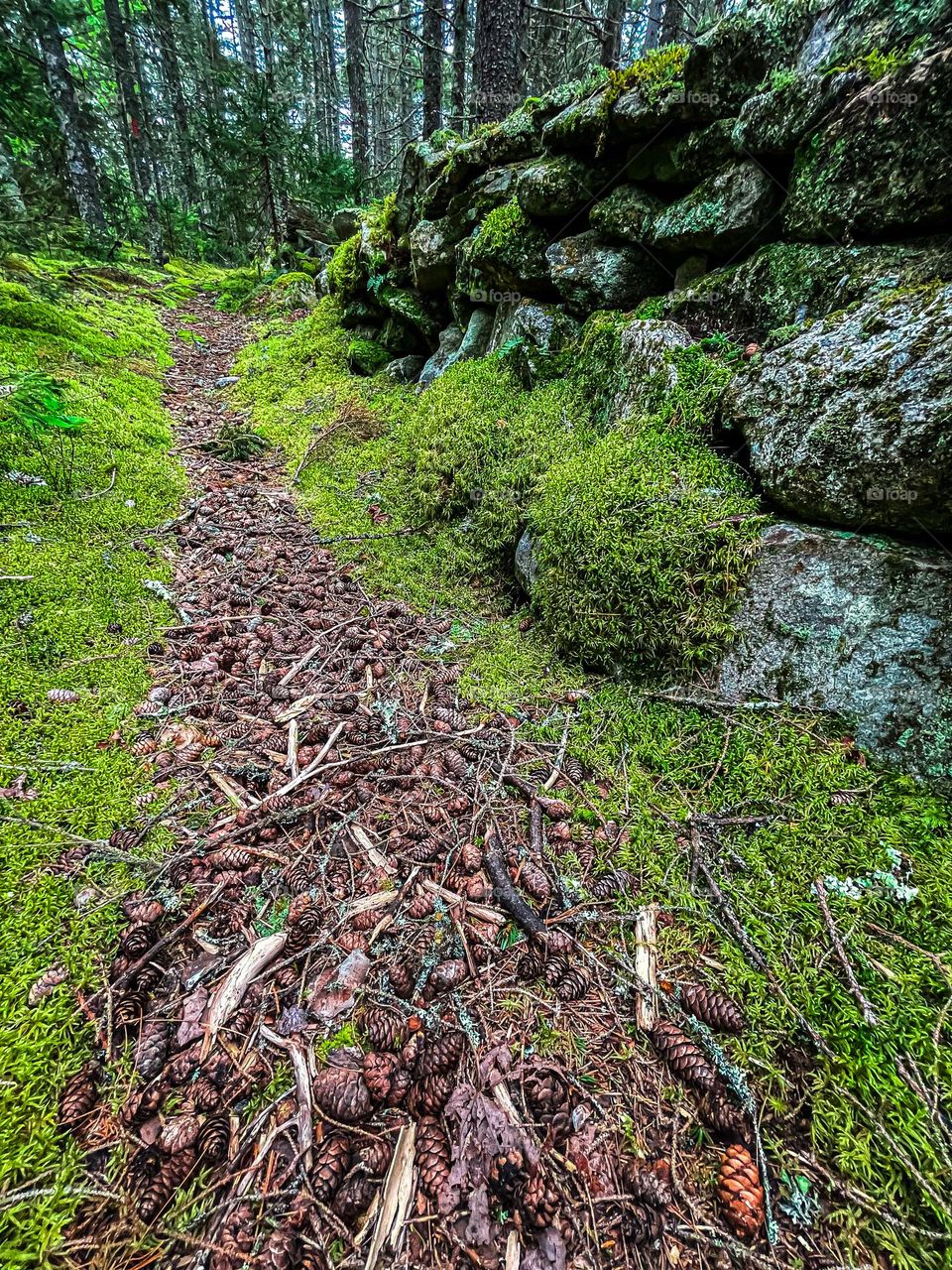 “Misty, Mossy Morning.”  