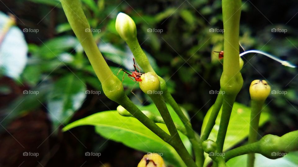 Ant's🐜 drinking rain water!!!