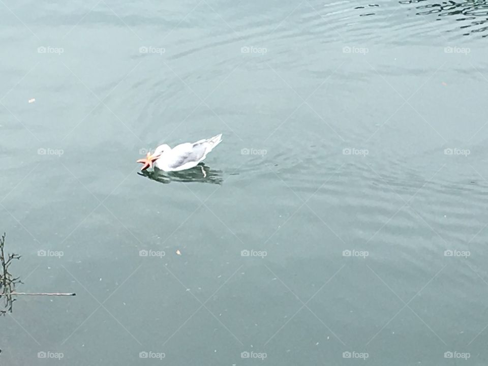 Seagull and a starfish