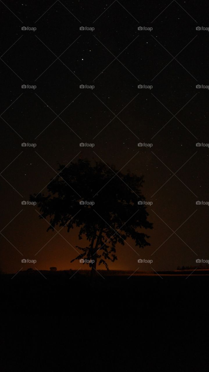 A tree on a starry sky background. Astro photo.