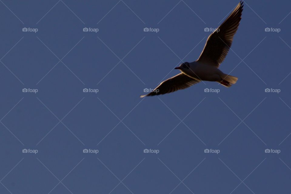 Flying Seagull On Blue Background