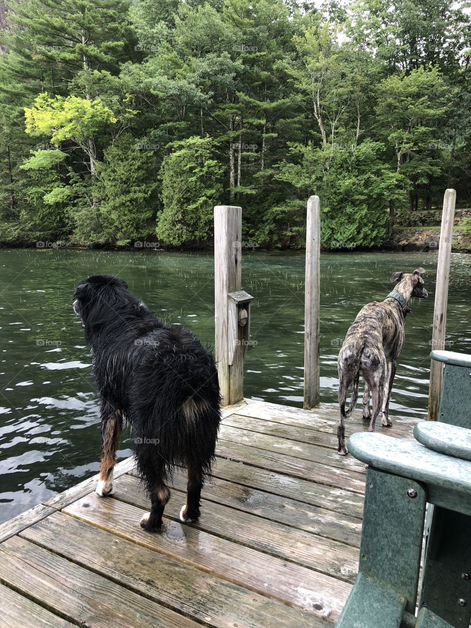 vacation dogs