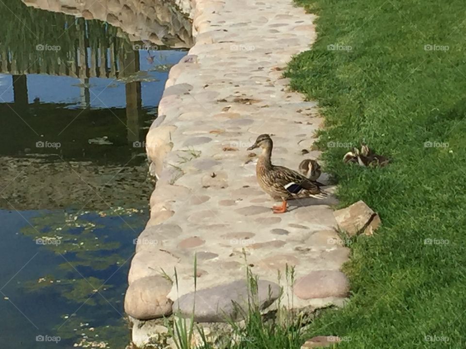 Mommy Duck & Ducklings. @chelseamerkleyphotos Copyright © CM Photography May 2019.