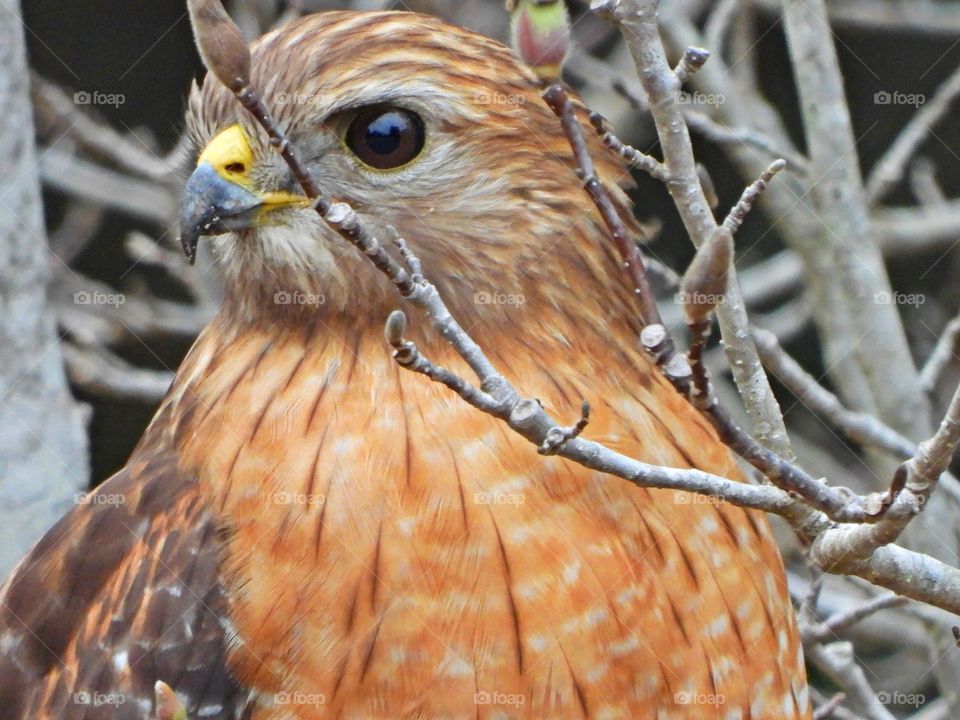 
 Red-tailed Hawk perched in a Chinese Magnolia tree looking to for his next meal