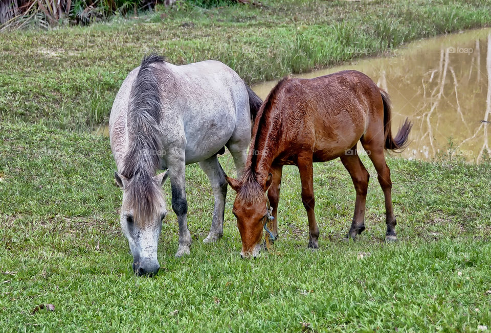 horses at krus garden