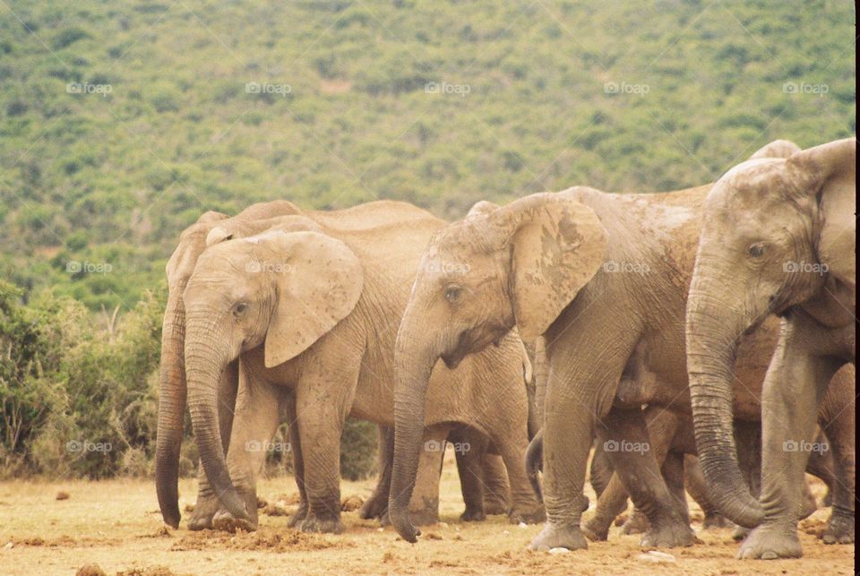 Elephants moving towards waterhole.