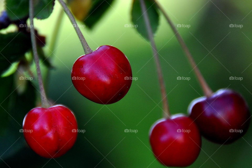 cherry