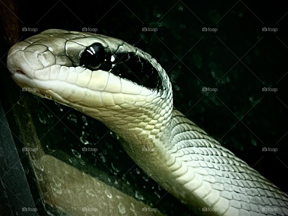 Snake coming out of the water, shiny, rubbery, taken with IPhone 12.
