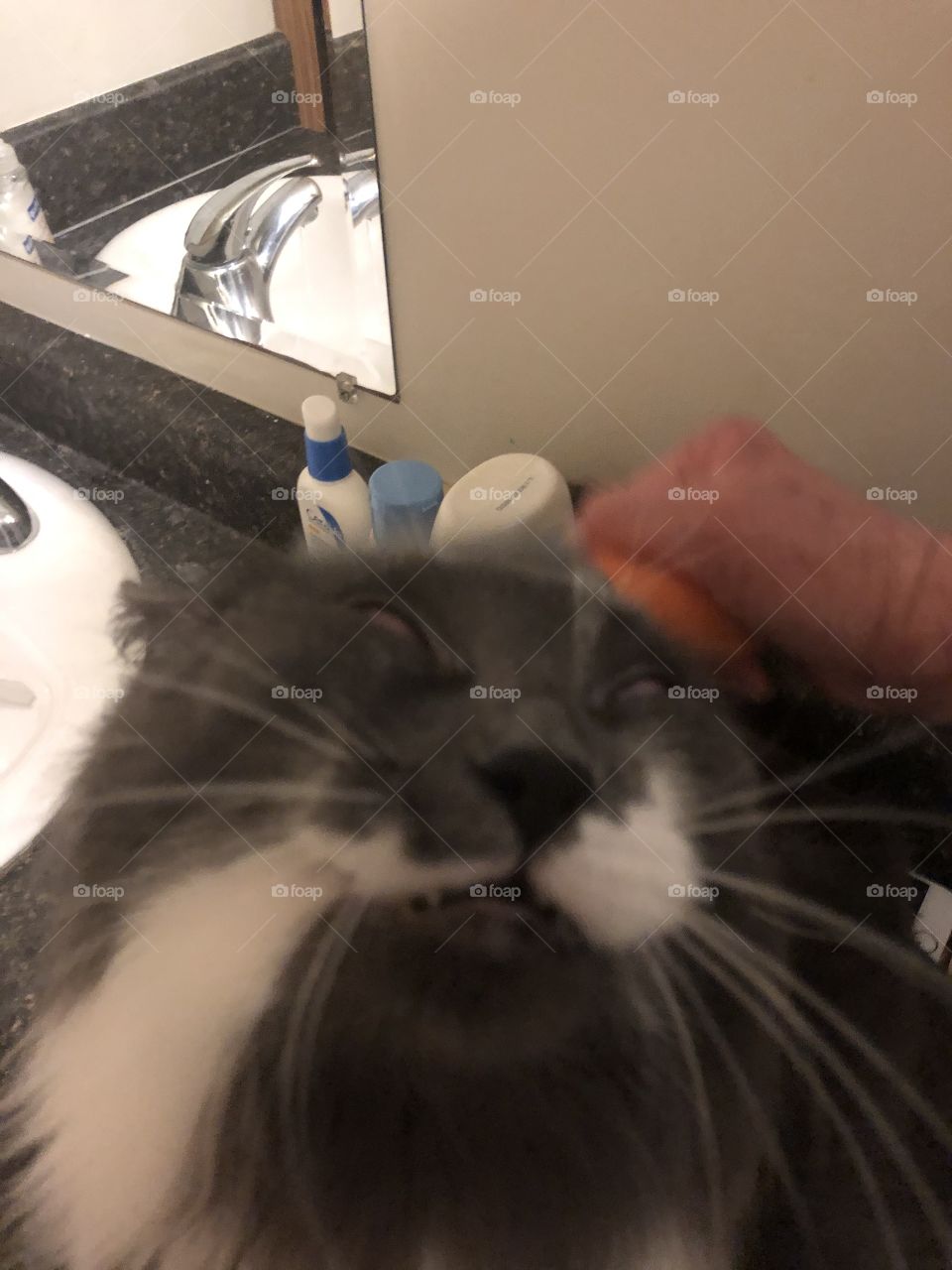 Brushing cat
