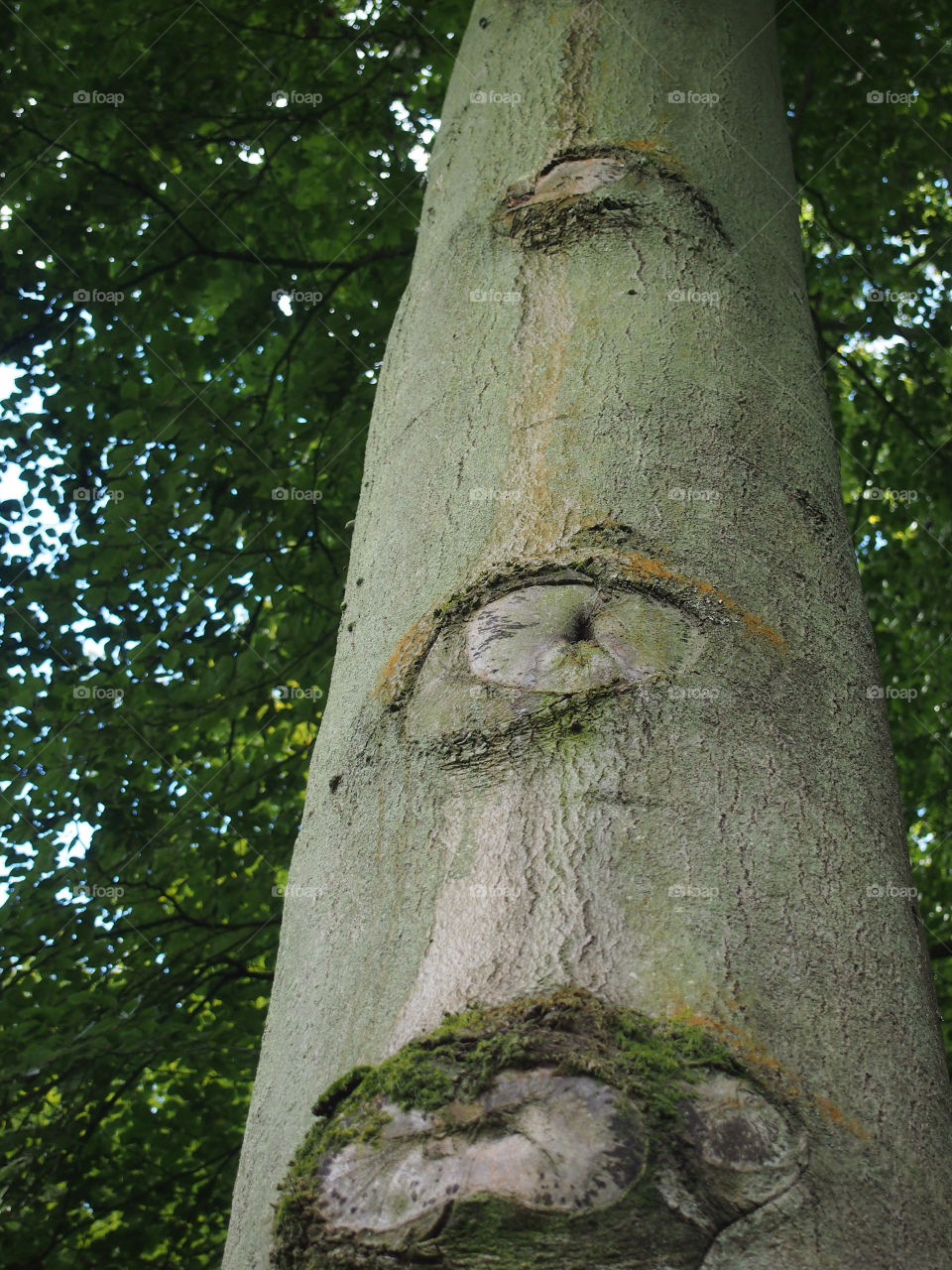 tree oak trunk olympus by ptrendy