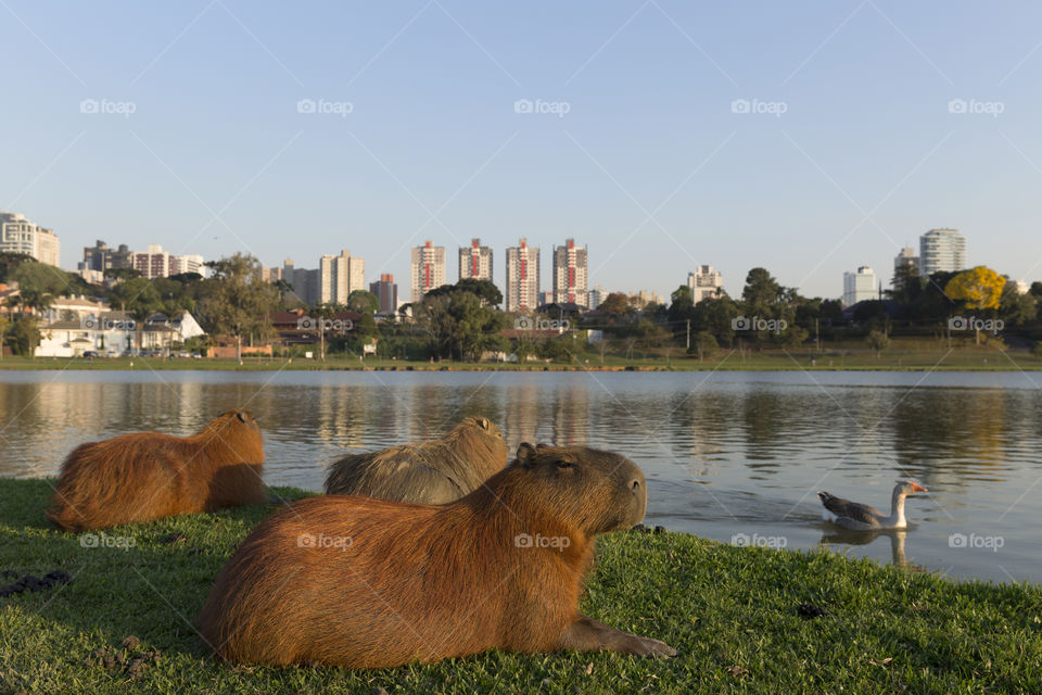 Nature of Brazil - Barigui park in Curitiba Parana Brazil.