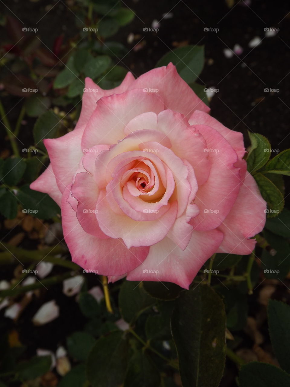 Pink Rose. I took this photo at Balboa Park