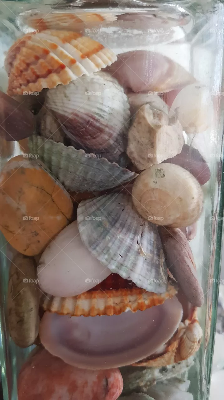 shell's