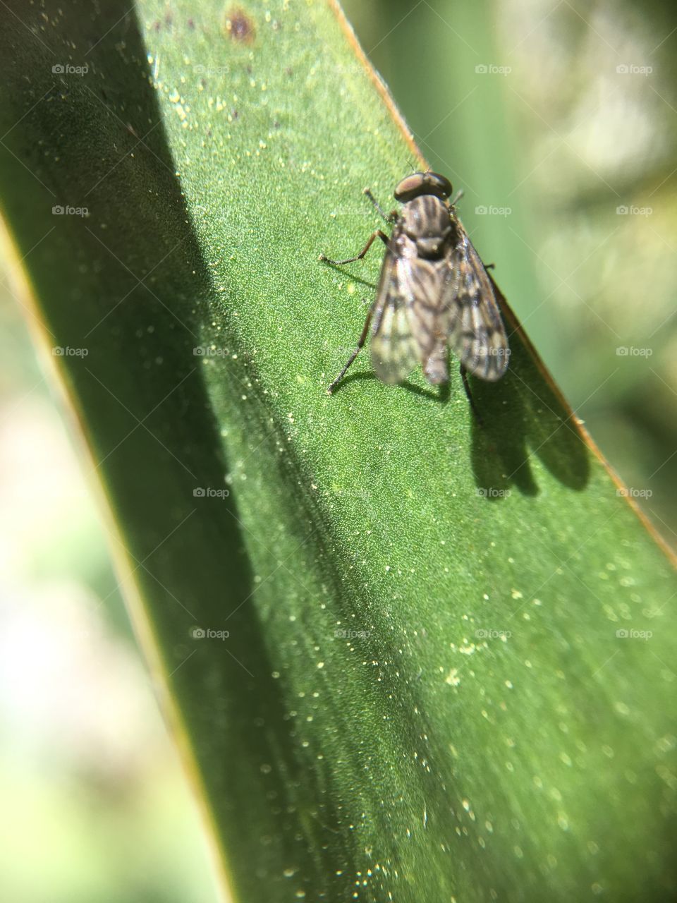 Fly on grass