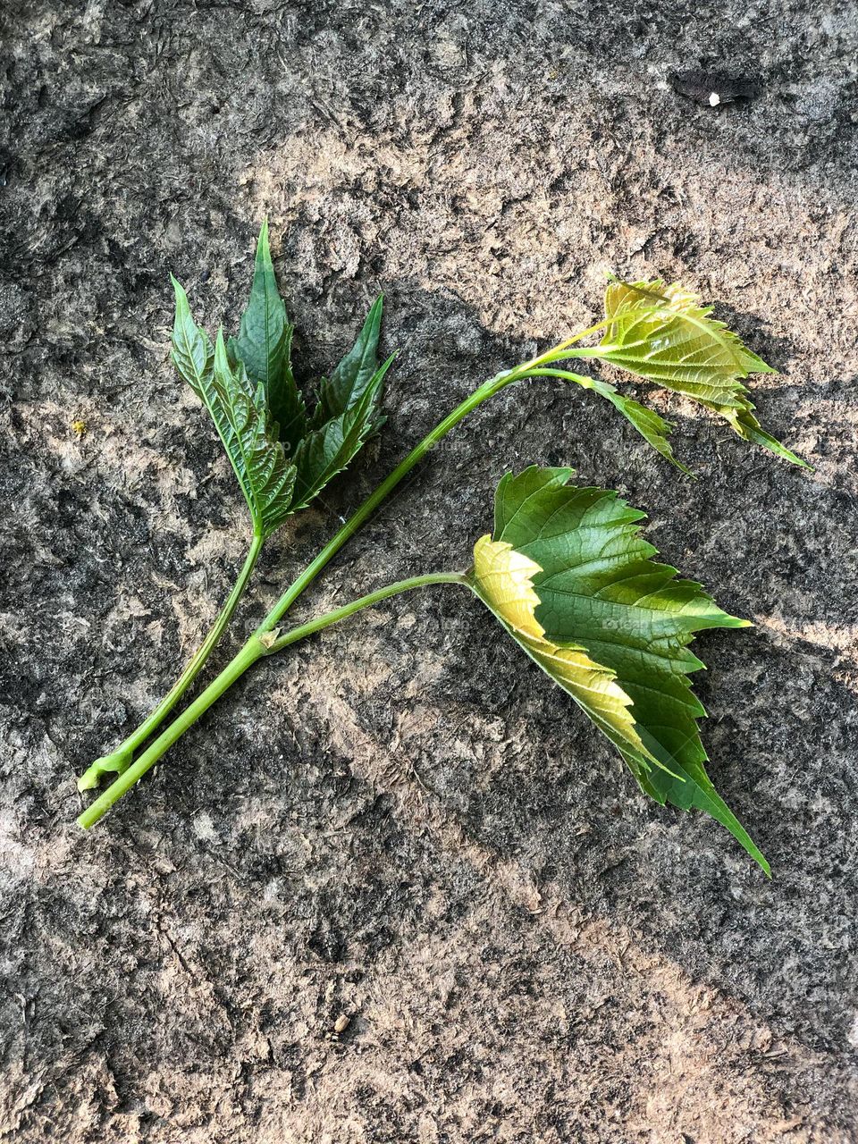 Green grape leaves 