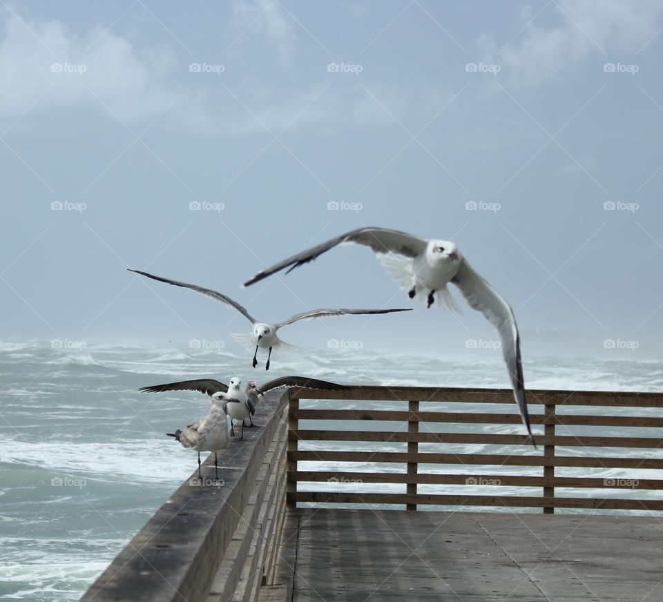 Seagulls in the wind. I like birds