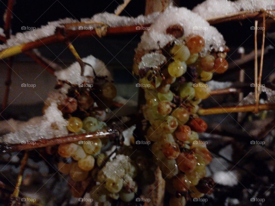 snowy grapes