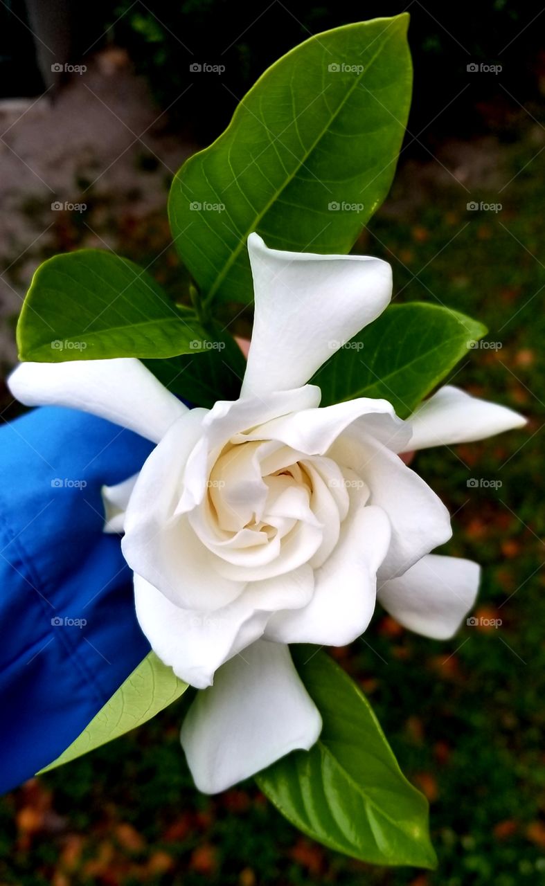 Beautifully fragrant gardenia flower
