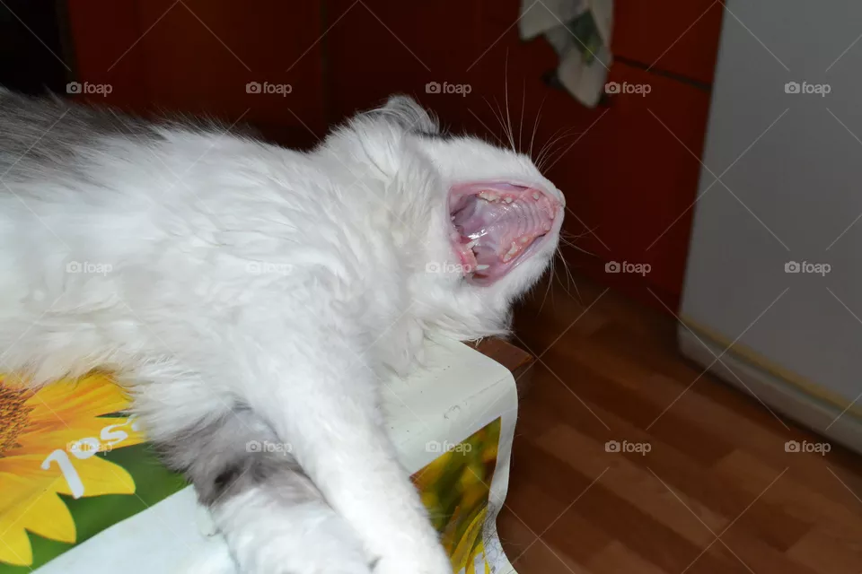 cat