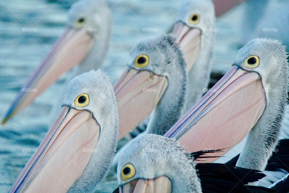 Pelicans