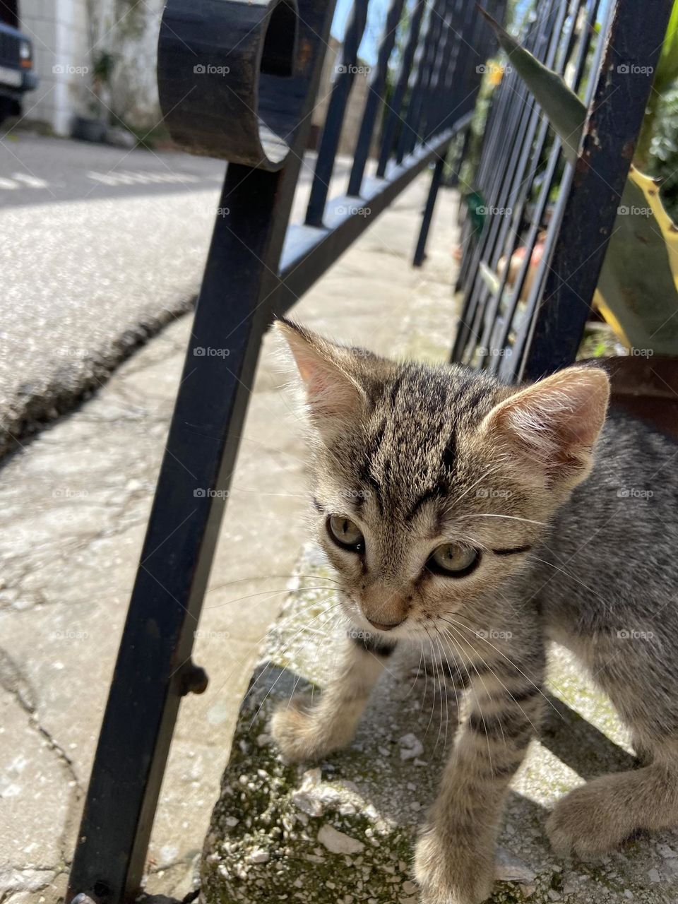 Kitten by a fence.